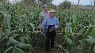 农民走过一片玉米地，检验丰收的喜悦